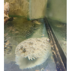 Bothus ocellatus